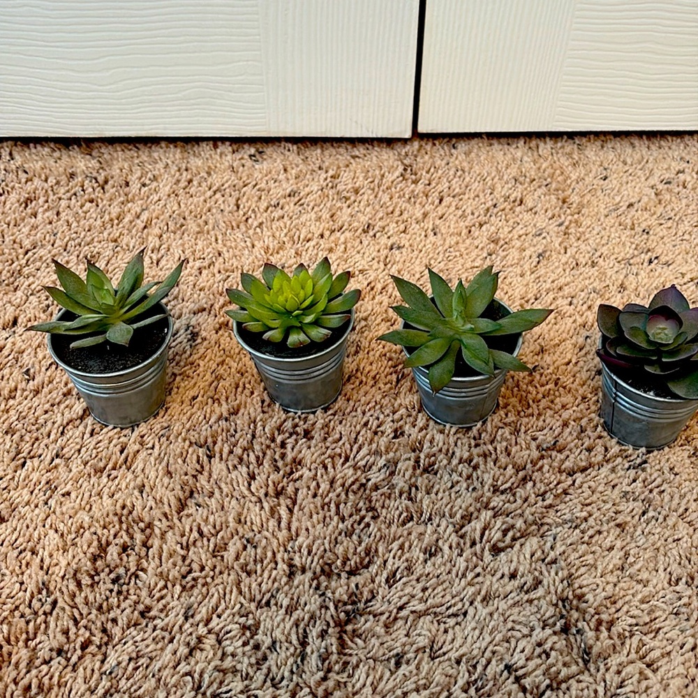 4 fake succulents